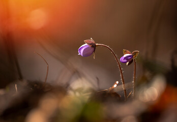 Wiosenne kwiaty - Przylaszczka pospolita