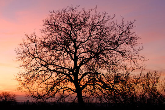 sundown silhouette of a tree