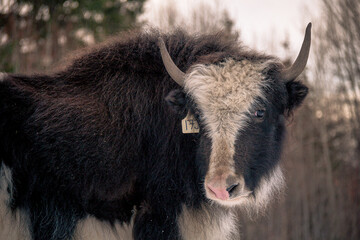 Yak in the trees on a wintery day in Alberta