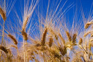 Agricultural field with a large number of yellow cereals