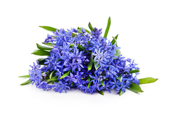 Bouquet of blue primrose.