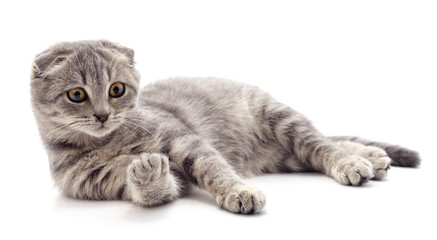 Gray kitten looking at the paw.