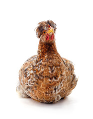 Young brown chicken.