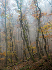 Crooked oaks in a foggy autumn forest view 2 - 580355244