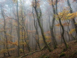 Crooked oaks in a foggy autumn forest view - 580355274