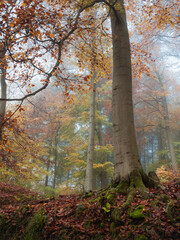 All the colors of autumn in a foggy forest view - 580355487