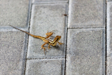 basilisk lizard outdoor. basilisk lizard outside. basilisk lizard in nature. photo of basilisk