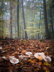 Mushrooms on the frost floor in a foggy autumn forest - 580355615