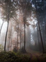 Fototapeta na wymiar Subtle colors in an open foggy forest