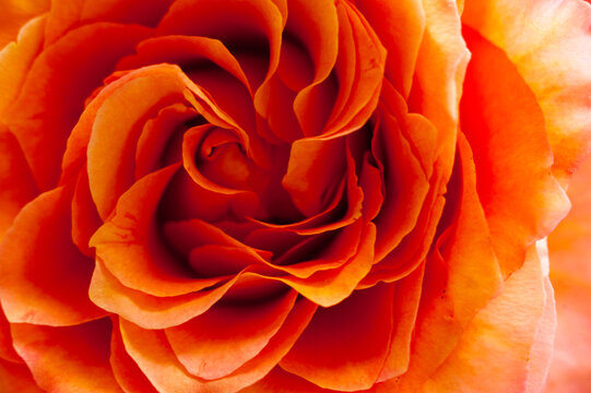 Close-up einer orangen Rose