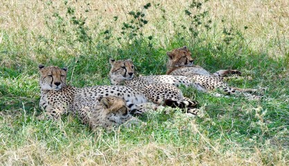 Cheetahs on the Serengeti