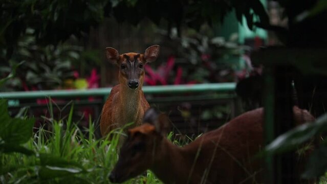 close up of the golden deer or Muntiacus muntjak eating fresh green grass