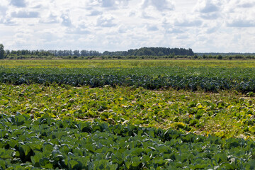Fototapeta na wymiar A field with a cabbage harvest