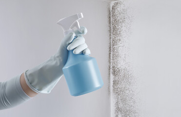 Hand with glove and spray bottle isolated on wall with mold. Eliminate Mold with Specialized Anti-Mold Products. Search cleaning company support. Shopping cleaning products or Housekeeping concept.