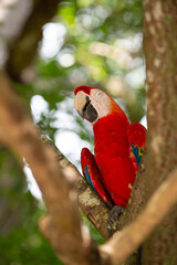 ara macaw parrot bird with feathers. ara macaw parrot outdor. ara macaw parrot outside. © be free