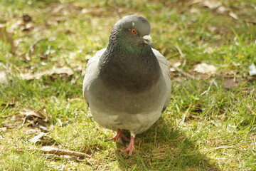 Pigeon n in the park 