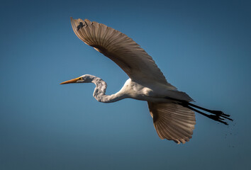 The Great Egret inFlight
