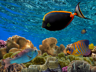 Fototapeta na wymiar Beautiful Coloured Hard Coral Reef