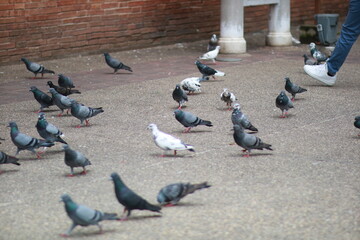 Obraz premium Many of pigeons on the road