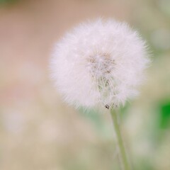 white dandelion with blurred background
