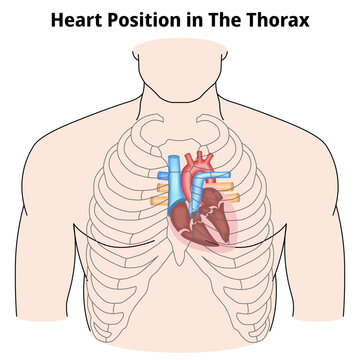 Heart Position in The Thorax - Medical Vector Illustration