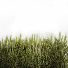 Plants from six bushes of green ears of wheat for landscaping