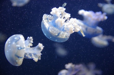 Baby jellyfish swimming in aquarium