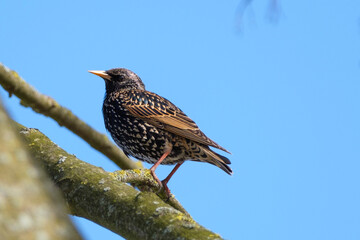starling on a branch