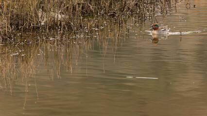 Cerceta común macho - Anas crecca - Eurasian teal male