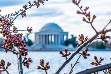 Pre-Bloom Cherry Blossoms in Washington DC