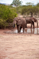 A herd of elephants at the waterhole drinking and splashing themselves with mud at the waterhole. Beautiful Red Elephant with red soil in Tsavo National Park in Kenya, East Africa