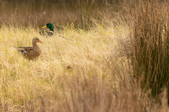 &aacute;nade real, &aacute;nade azul&oacute;n o pato de collar - Anas platyrhynchos - mallard - wild duck