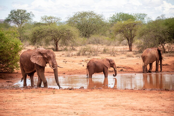 Fototapeta na wymiar Elephant in the savanna. Elephant herd, group roams through Tsavo National Park. Landscape shot at the waterhole in Kenya Africa