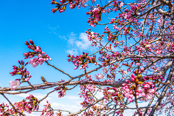 Pre-Bloom Cherry Blossoms in Washington DC