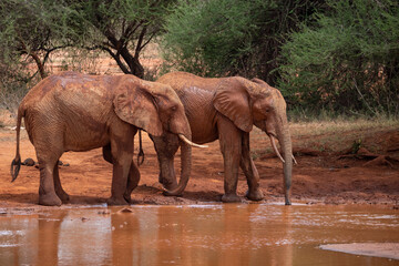 Fototapeta na wymiar A herd of elephants at the waterhole drinking and splashing themselves with mud at the waterhole. Beautiful Red Elephant with red soil in Tsavo National Park in Kenya, East Africa