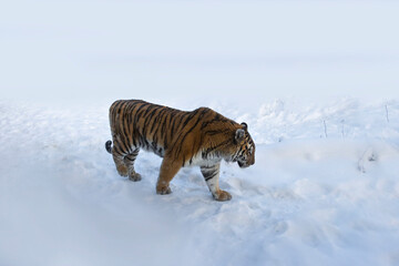 Fototapeta na wymiar amur tiger in snow