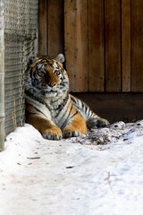 amur tiger laying in the snow at the zoo