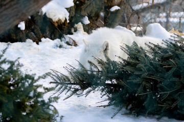 wolf camouflaged in the snow behind tree