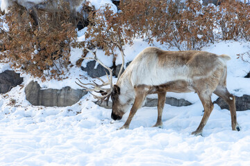 reindeer grazing in the snow