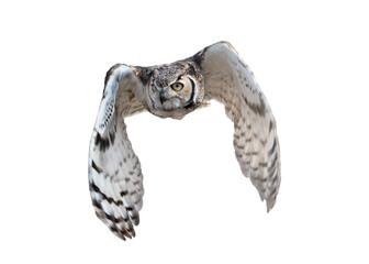 Great Horned Owl (Bubo virginianus) Photo, in Flight on a Transparent Background