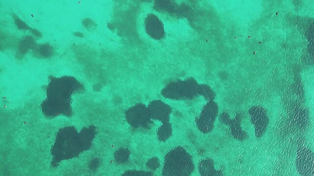 Beautiful drone view of the lake bottom of Lake Attersee, Upper Austria, Europe, where coots are swimming and diving in its crystal clear and turquoise greenish water