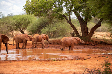 Elephant in the savanna. Elephant herd, group roams through Tsavo National Park. Landscape shot at...