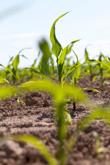 small green corn sprouts in the summer
