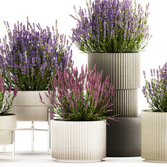 3D illustration Set of flower bushes of lavender and Salvia in pots