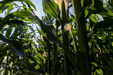 Green corn illuminated by sunlight