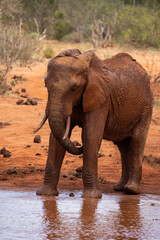 A lonely lone elephant drinking and splashing itself with mud at the waterhole. Beautiful Red Elephant with red soil in Tsavo National Park in Kenya, East Africa