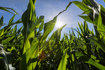 Green corn illuminated by sunlight