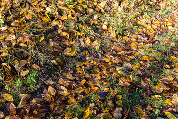 Autumn season in the park, the foliage
