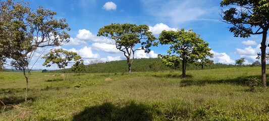 trees and sky