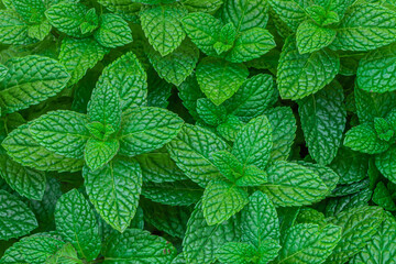 Mint leaves background. Green Peppermint leaves Pattern layout design Top view. Spermint plant growing. © nataliazakharova
